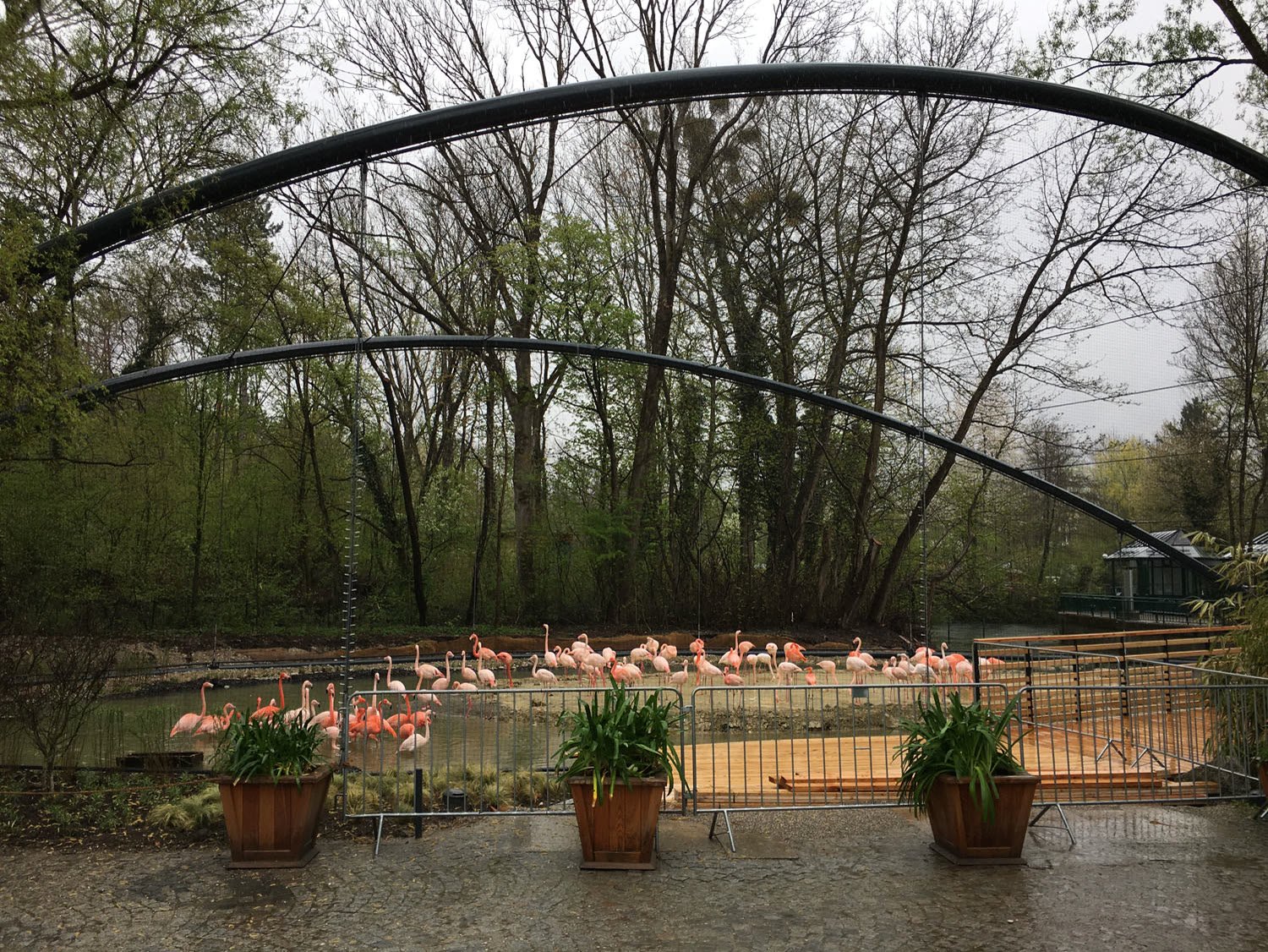 Flamingoübernetzung